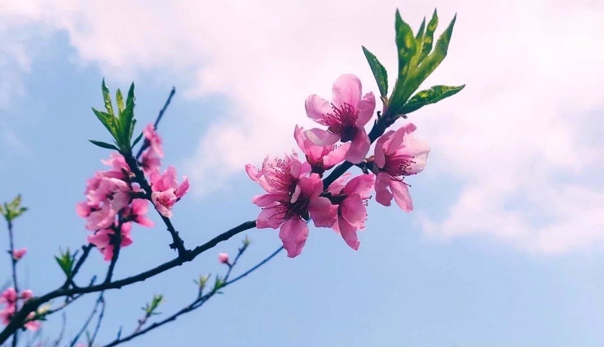 1582890611699868.jpg 春暖花開.jpg